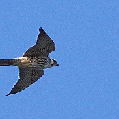 Peregrine Falcon  "Falco peregrinus"